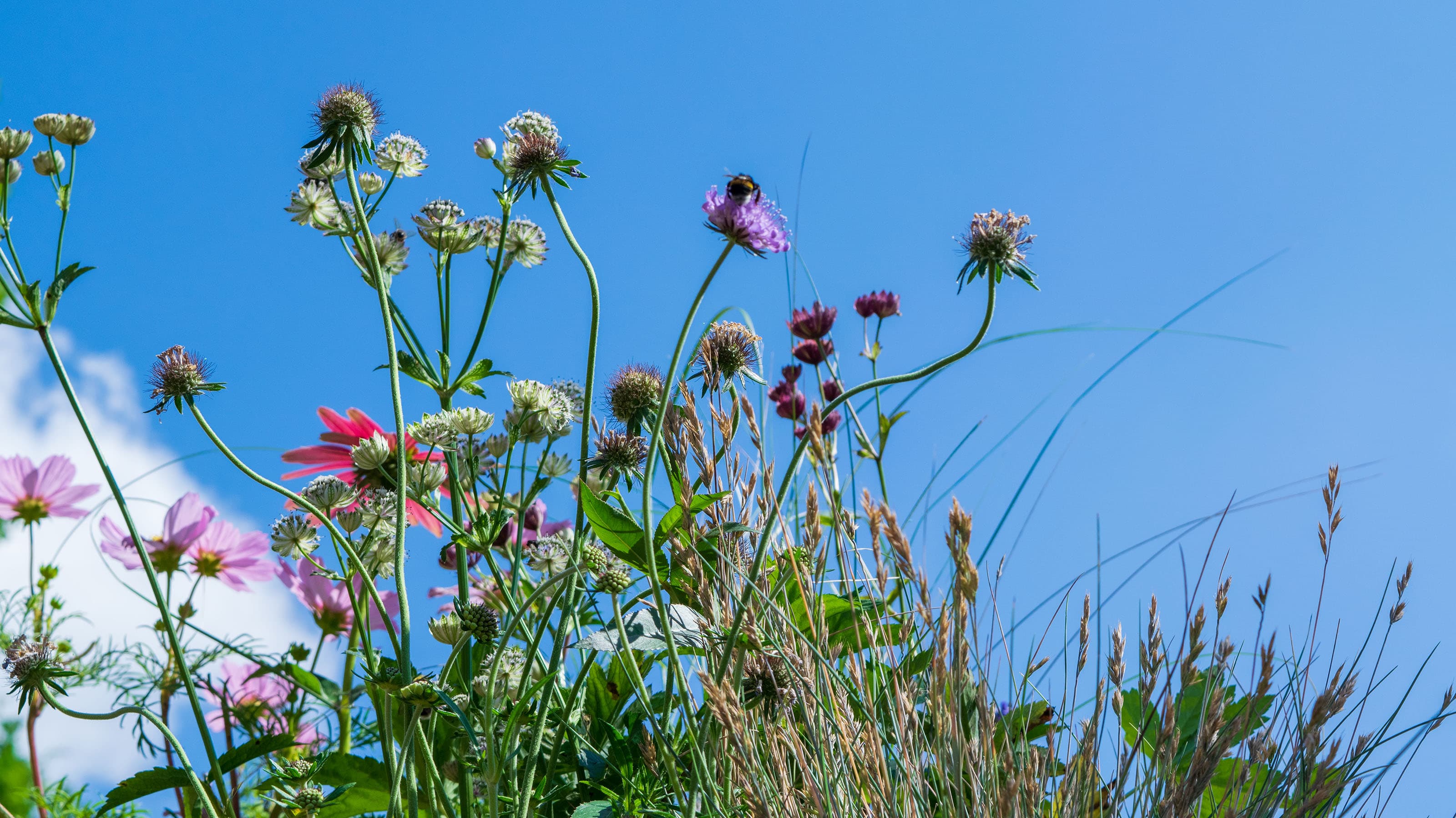 Header Image